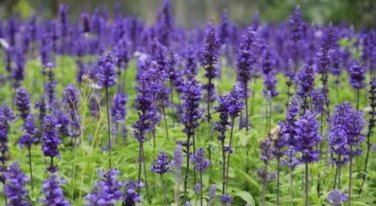 广州薰衣草公园,广州附近哪里有薰衣草看