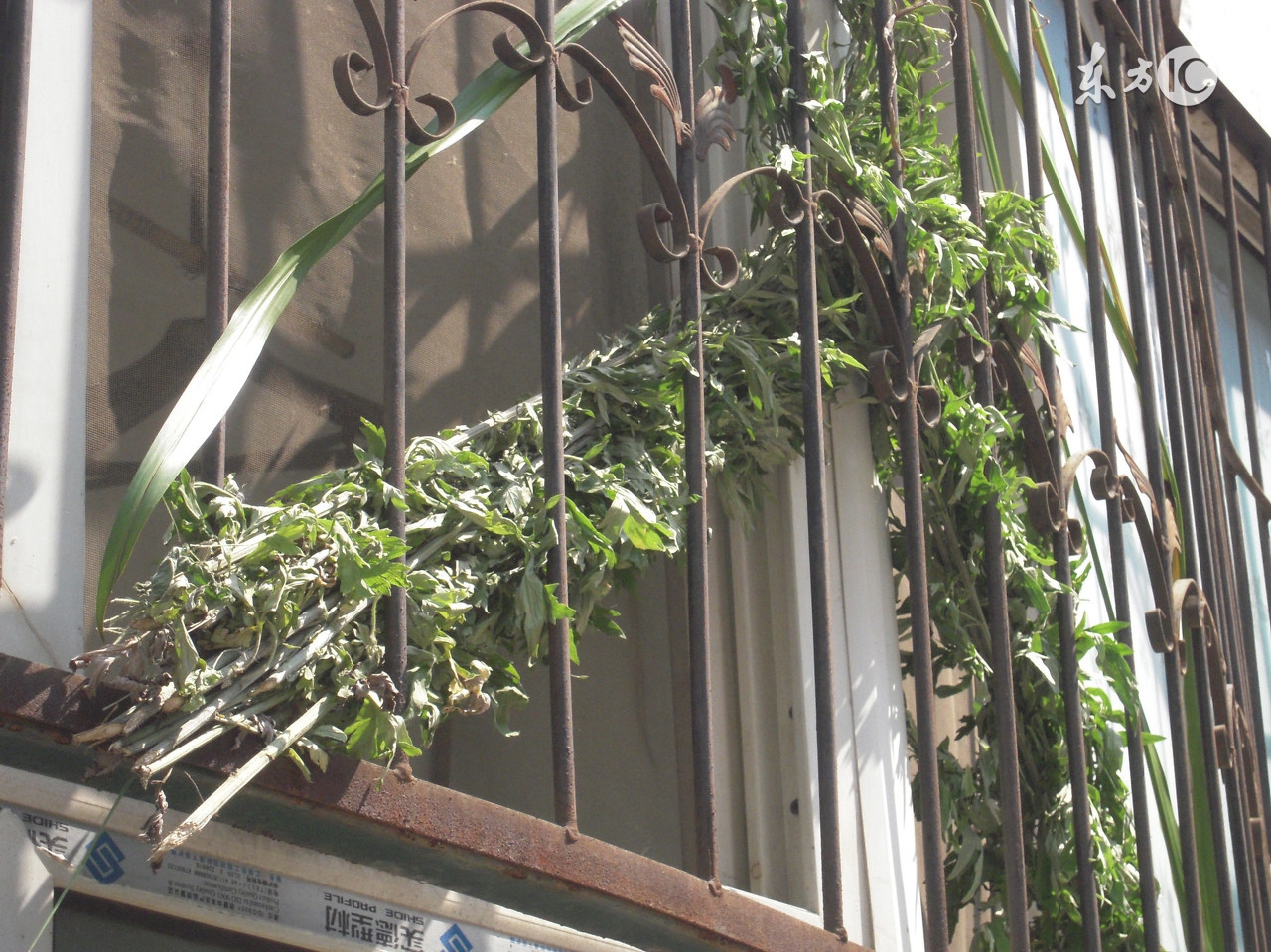 端午节准备艾草是哪个地方的习俗,为何说艾草收获的最佳时间端午节