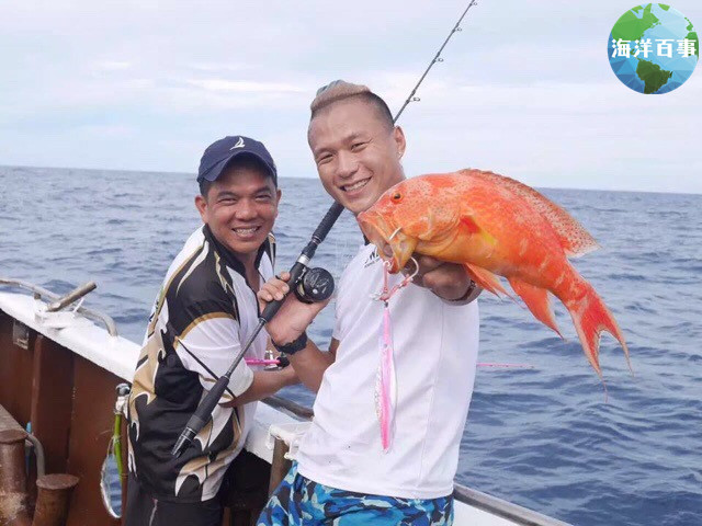 东星斑属于海鲜吗,东星斑海鲜图片