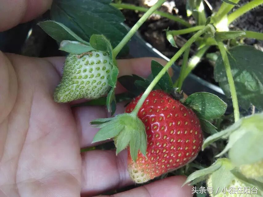 从种子开始种草莓能结果吗,用种子种草莓能种得出来吗