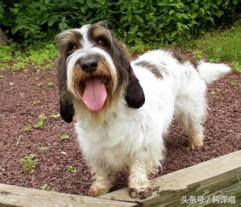 法国国王的狗狗，连狼都敢捕！可惜狼少了，狗也少了