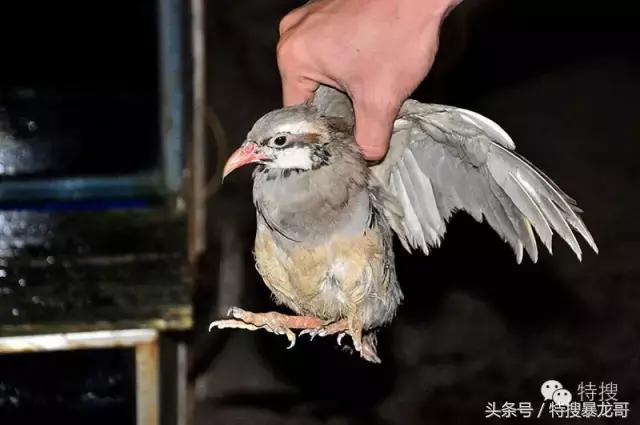 中山南头烧鹅网红美食排行榜,中山南头最好吃的烧鹅