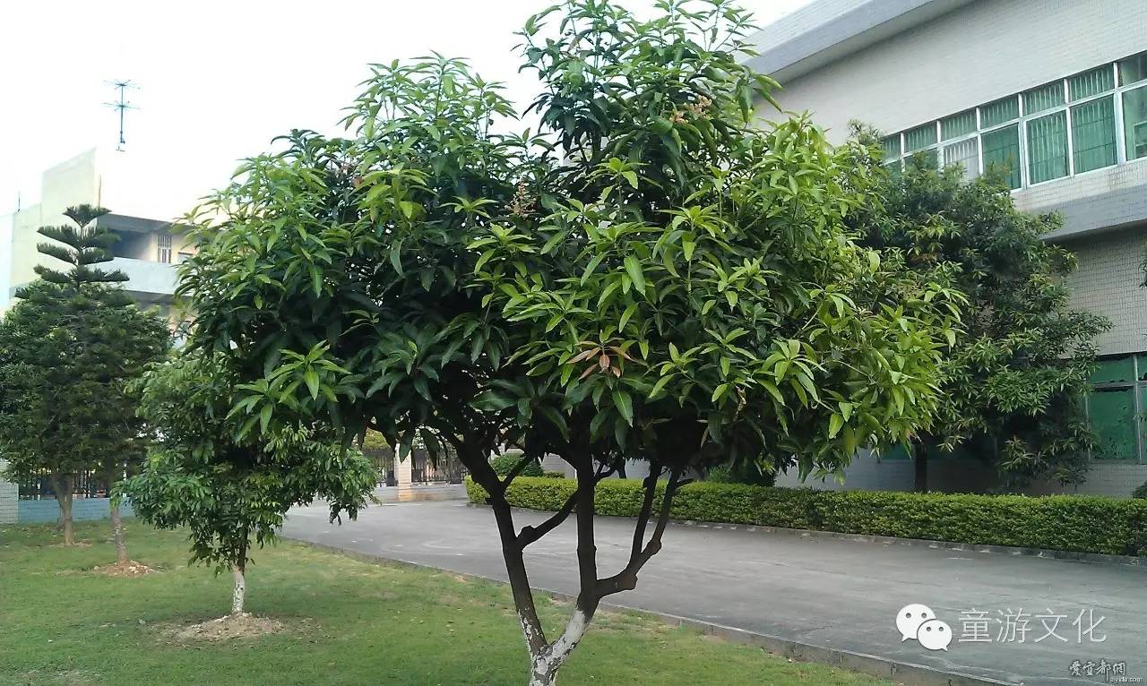 珠海几种常见的花,适合广东地区的观赏植物