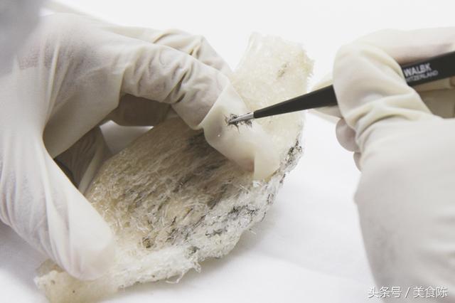 珍贵的燕窝是怎么来的,燕窝虽然珍贵但贵不过健康的自己