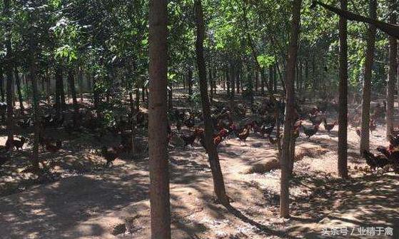 怎样加入京东跑步鸡,京东的扶贫跑步鸡怎么申请