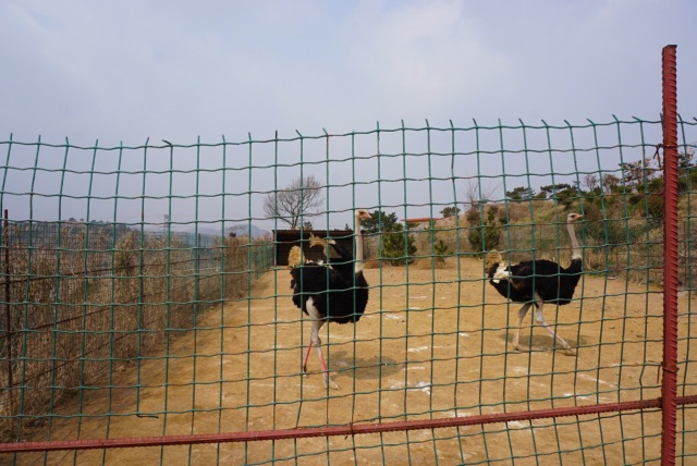 采摘园摘桑葚吃,桑椹采摘园吃桑椹