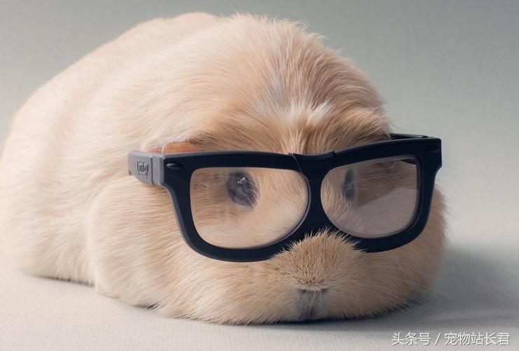 便宜好养的宠物荷兰猪,怎么给荷兰猪挑选笼子