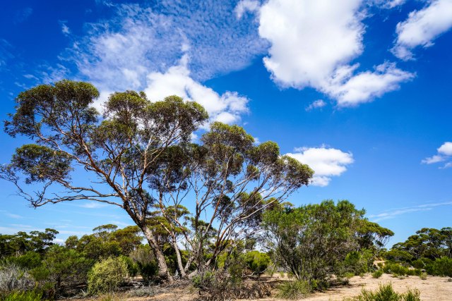 澳洲｜有人在澳大利亚住了一辈子，也没有听说过这样的生活方式