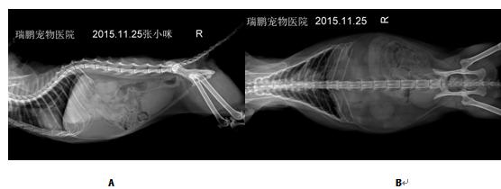 一例猫乳腺管样腺癌的诊治