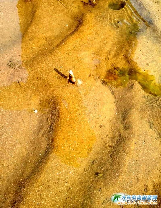 大连海岛趣事：这种海鲜，玩起来比吃都过瘾