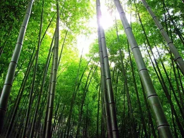 庭院种什么植物风水好,庭院植物风水大全