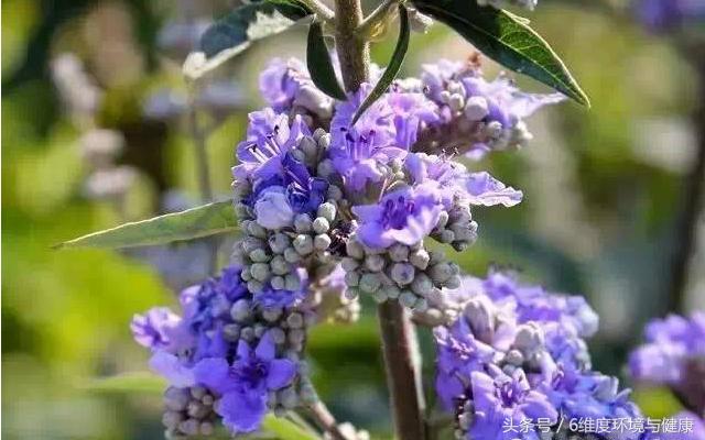 什么中成药调理雌激素水平低,雌激素水平低引起心悸怎么办