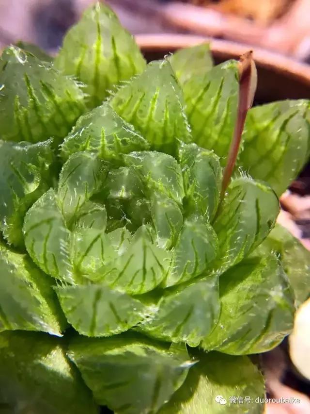 沉浸在花花草草的世界里,沉浸在动物和花海世界中