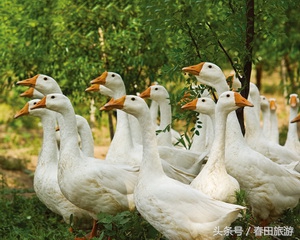 南通世外桃园休闲山庄,南通世外桃园休闲农庄