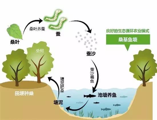 桑基鱼塘农耕文化体验区,传统桑基鱼塘不断萎缩的根本原因