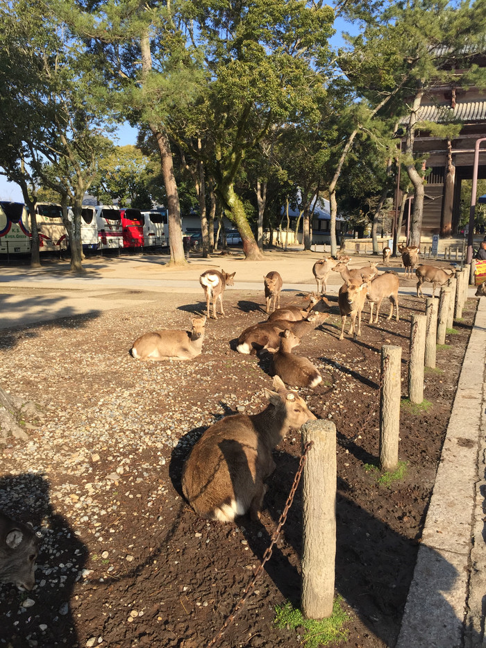 日本的冬日暖阳,日本的冰雪世界