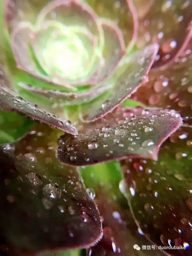 沉浸在花花草草的世界里,沉浸在动物和花海世界中