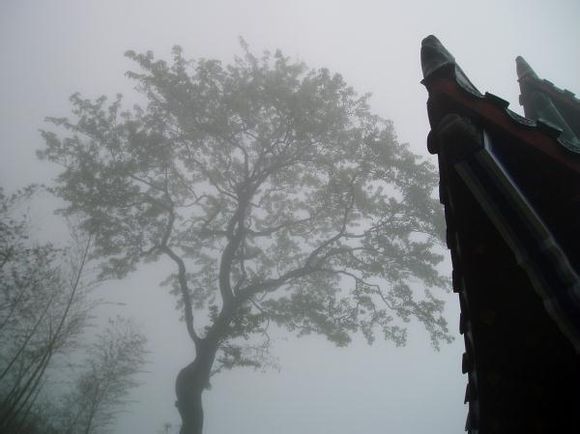 美丽的花都有一个凄美的故事,有关花的凄美爱情故事传说