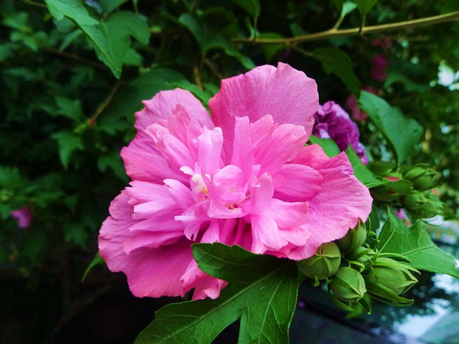 图说丨韩国的国花木槿