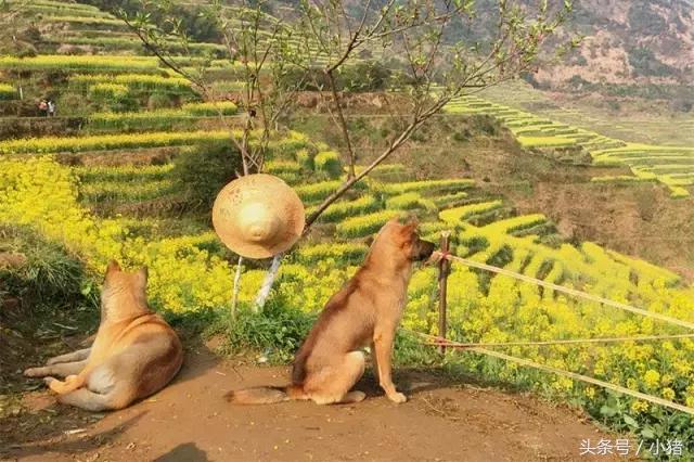 关关谢童打卡篁岭,关关和谢童去婺源是哪一集