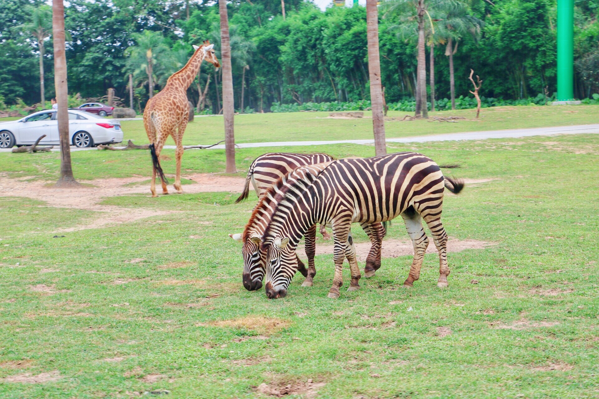 一月广州长隆野生动物园游玩攻略,长隆海洋王国不可错过