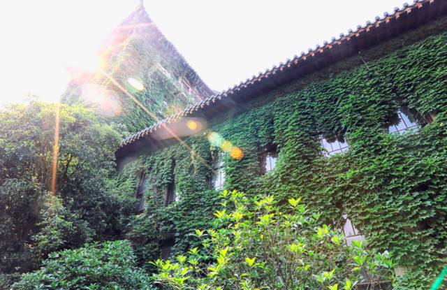 一树一故事｜南大爬山虎百年守望者