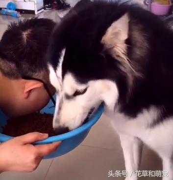 哈士奇不喂狗粮自己可以喂什么吃,二哈哈士奇吃狗粮