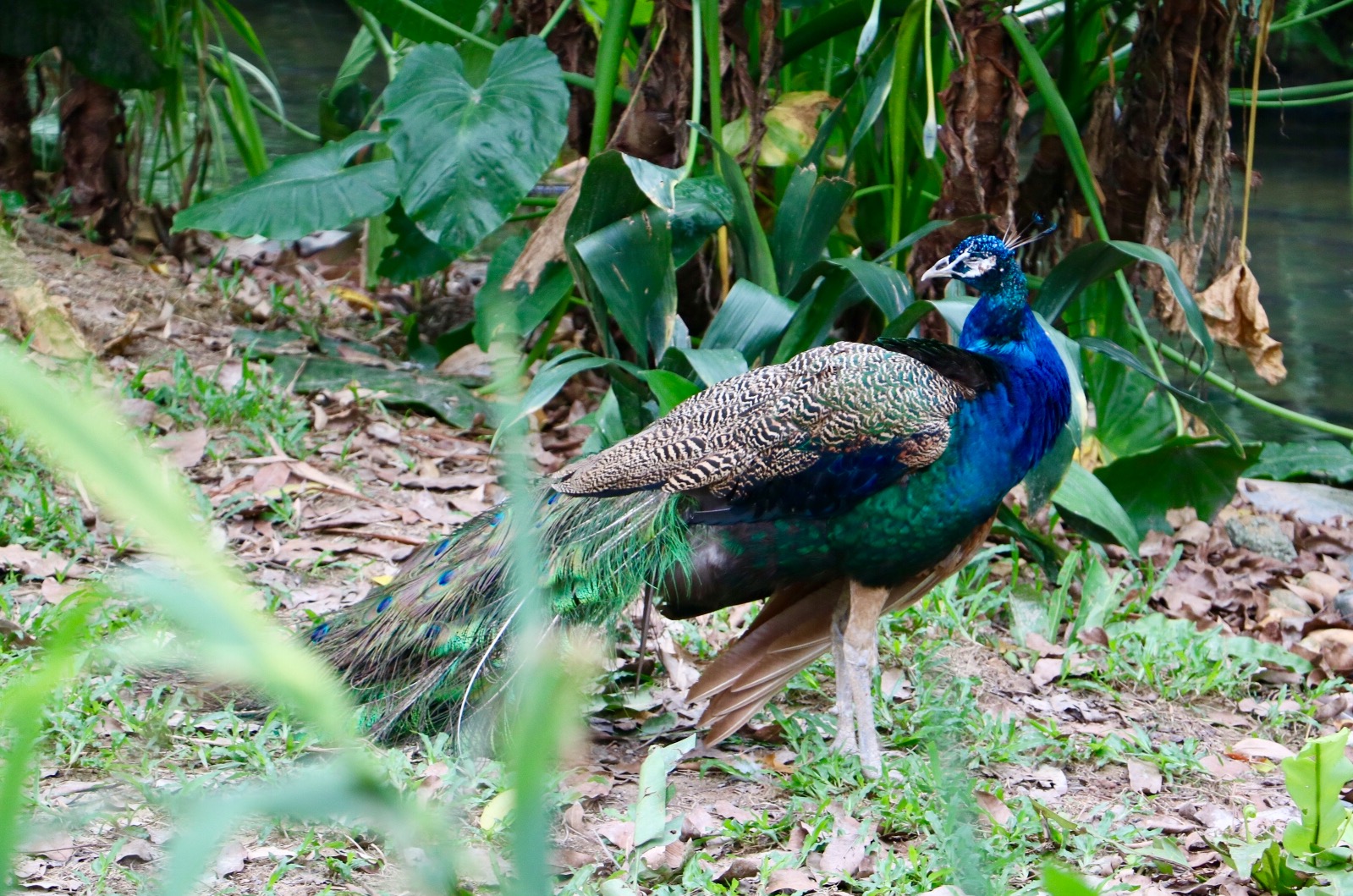 一月广州长隆野生动物园游玩攻略,长隆海洋王国不可错过