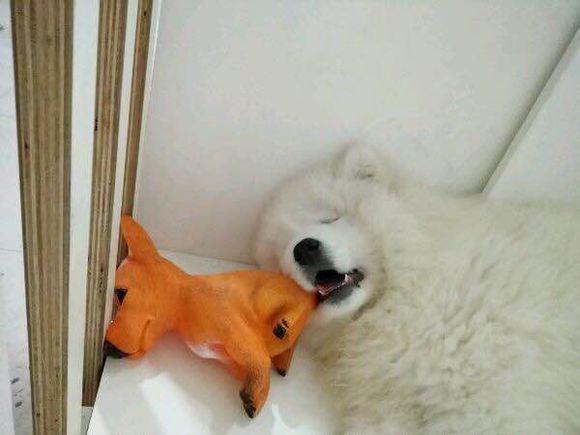 护食物的萨摩耶如何训,护食被主人打萨摩耶