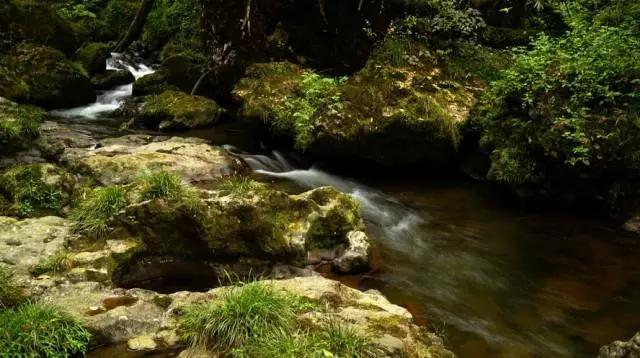 成都周边免费森林自然景点,成都森林避暑好去处