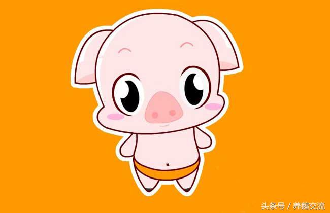 95年属猪的属相婚配表,71年属猪最佳婚配属相