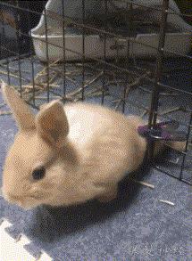 小胖子太有潜力,小胖子有什么潜力