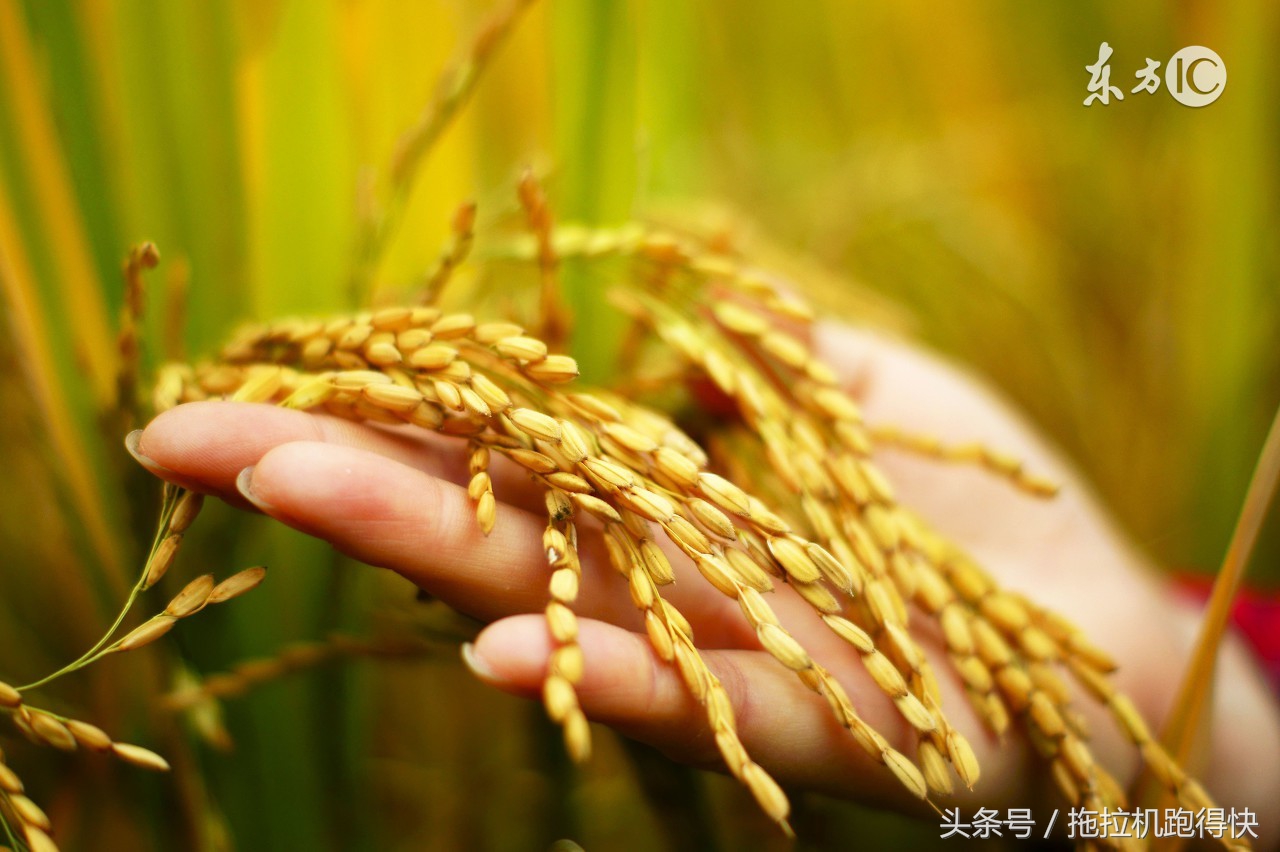 江南水稻栽培技术的书,广西水稻高产栽培技术