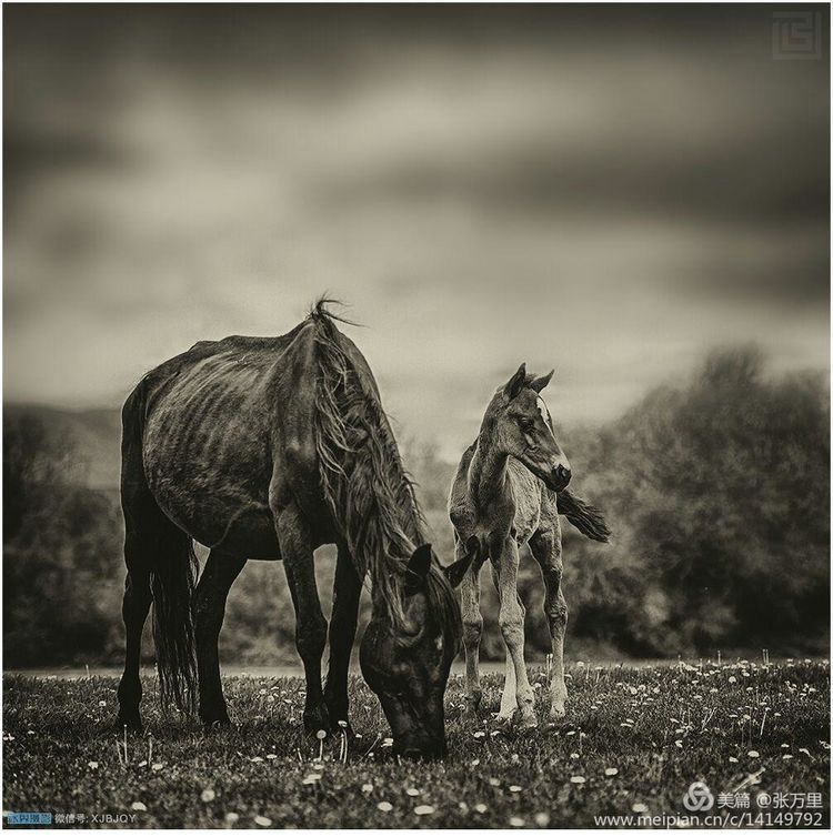 美丽*疆新**100张——美在雪山，美在草原，美在戈壁，美在心灵！