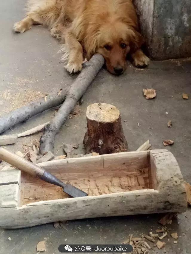 用多肉做花的方法,多肉植物自制方法