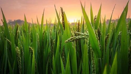 什么!你吃的不是香喷喷的白饭而是鬼稻?浙大科学家解密鬼稻