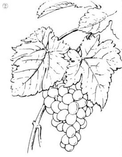 绘画基础教程新手入门,绘画基础教程人物小狗