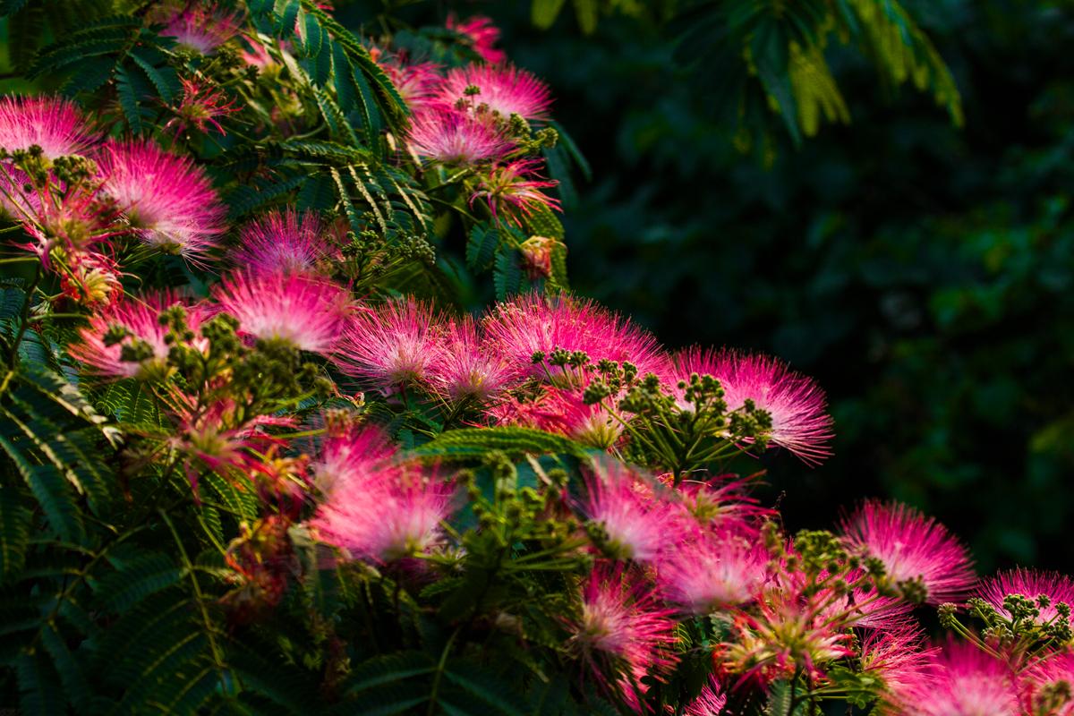 路边常见的花,解郁安神治失眠,清热解暑能解酒
