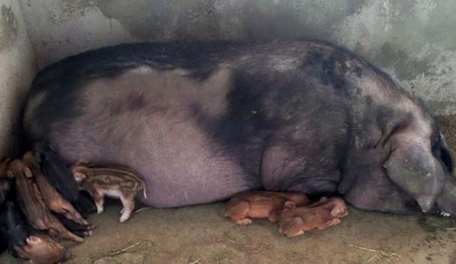 给母猪人工授精,母猪头胎本交与人工授精区别