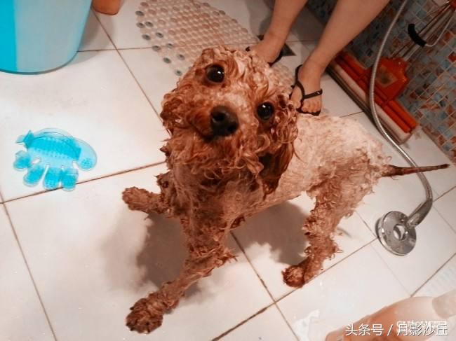 泰迪犬真菌治疗方法,泰迪犬真菌皮肤病治疗