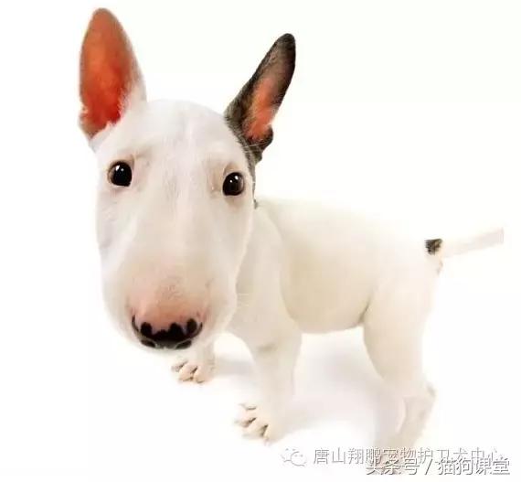 牛头梗又叫什么犬种,牛头梗犬是什么类型的犬