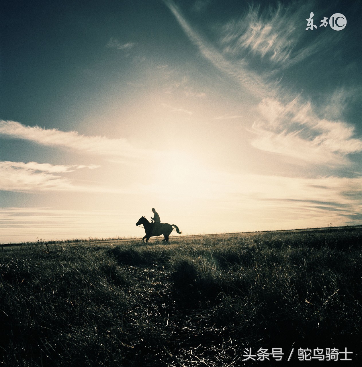 古代养马贵还是现在养车贵,古代养马和现代养车