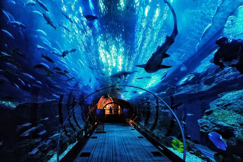 重庆融创海洋世界,重庆四大公园哪个好玩