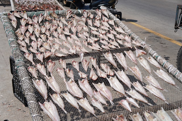 什么时间去枸杞岛最好,冬季坐船去枸杞岛