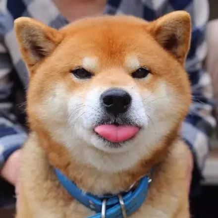 盘点全网最精的狗狗,全网狗狗大合集