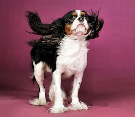 盘点全网最精的狗狗,全网狗狗大合集