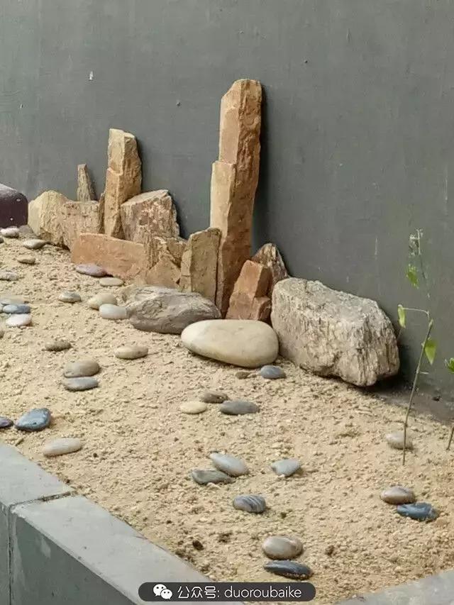 用多肉做花的方法,多肉植物自制方法