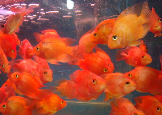 摆摊卖观赏鱼能月入过万吗,做观赏鱼月入多少