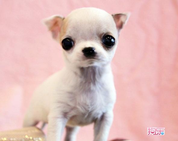 盘点全网最精的狗狗,史上最全狗狗大全