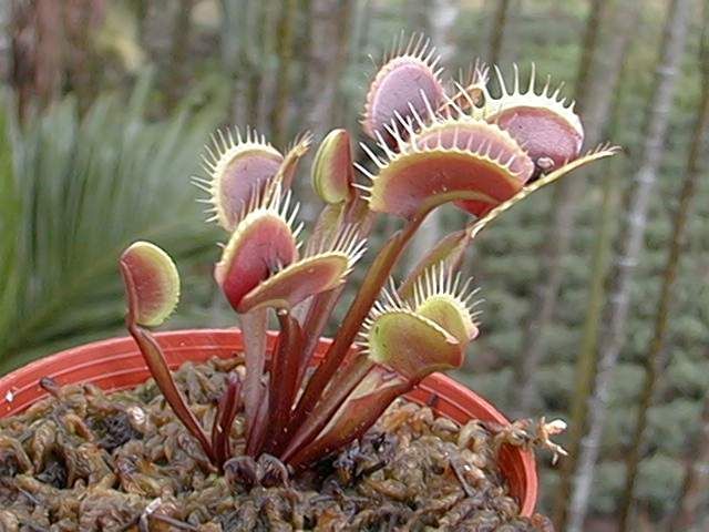 捕蝇草的一些知识,捕蝇草到底应该怎么养